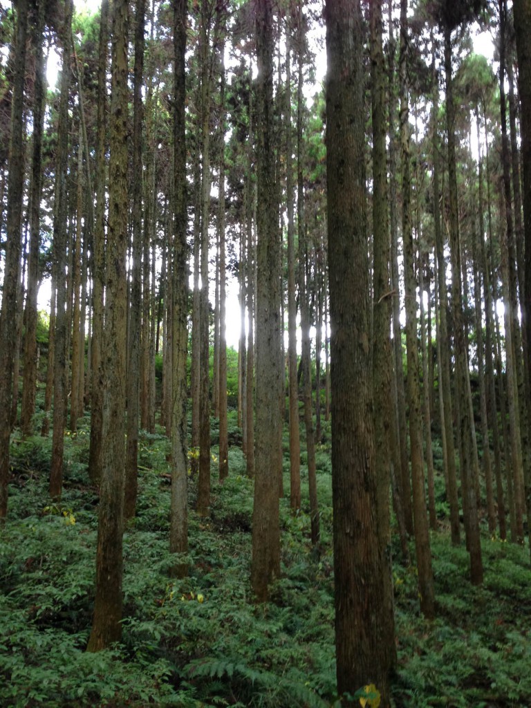 ウッドロード　杉の森